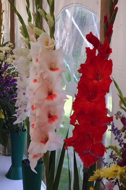 Gorgeous gladioli.jpg